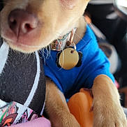 Koda joined the competition — help win amazing prizes! dog, puppy, close_up, portrait, tan_fur, brown_eye, nose, ear, paw, collar, dog_tag, blue_shirt, toy, chew_toy, whiskers, car_interior, seat, blanket, fabric, cute