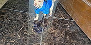 Koda is registered to the contest to win money with this photo: puppy, dog, blue_shirt, pet, tile_floor, marble_floor, door, entryway, indoor, small_dog, collar, standing, reflection, cute, light_brown_fur, curious, tiled_entry, young, floor_reflection, home_interior