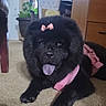 Snowie joined the competition — help win amazing prizes! animal, black_dog, bow, carpet, chair, cozy, curtains, cute, dog, fluffy, furniture, house, indoor, living_room, pet, pink_bow, pink_harness, plant, tongue_out, wooden_desk