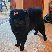 Snowie is registered to the contest to win money with this photo: dog, pet, black_dog, fluffy, furry, pink_bow, bow, indoor, carpet, wooden_door, home_interior, standing, paws, tail, eyes, muzzle, shadow, portrait, floor, chair