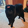 Snowie is registered to the contest to win money with this photo: black_dog, bow, carpet, chair, dog, eyes, floor, fluffy, furry, home_interior, indoor, muzzle, paws, pet, pink_bow, portrait, shadow, standing, tail, wooden_door
