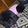 animal, black_dog, carpet, cat, closeup, companion, curious, cute, dog, domestic_animals, door, floor, indoor, orange_cat, pet_carrier, pink_clothing, resting, tongue_out, unicorn_pattern, wooden_furniture