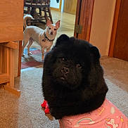 Snowie joined the competition — help win amazing prizes! animal, background, black_dog, carpet, companion, cozy, curious, cute, dog, door, floor, furniture, home, indoor, large_ears, pet_clothing, small_dog, unicorn_outfit, white_dog, wooden_chair