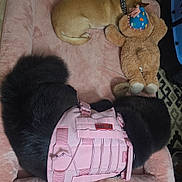 Snowie joined the competition — help win amazing prizes! animal, bed, black_dog, brown_dog, carpet, collar, cozy, dog, fur, harness, home, indoor, party_hat, pet, pink, plush, resting, sleeping, stuffed_toy, toy