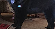 Snowie joined the competition — help win amazing prizes! animal, black_dog, blanket, bow, carpet, chair, cute, dog, domestic_animal, floor, fur, happy, indoor, living_room, pet, pink_bow, standing, striped_blanket, tongue_out, wooden_furniture