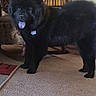 animal, black_dog, blanket, bow, carpet, chair, cute, dog, domestic_animal, floor, fur, happy, indoor, living_room, pet, pink_bow, standing, striped_blanket, tongue_out, wooden_furniture