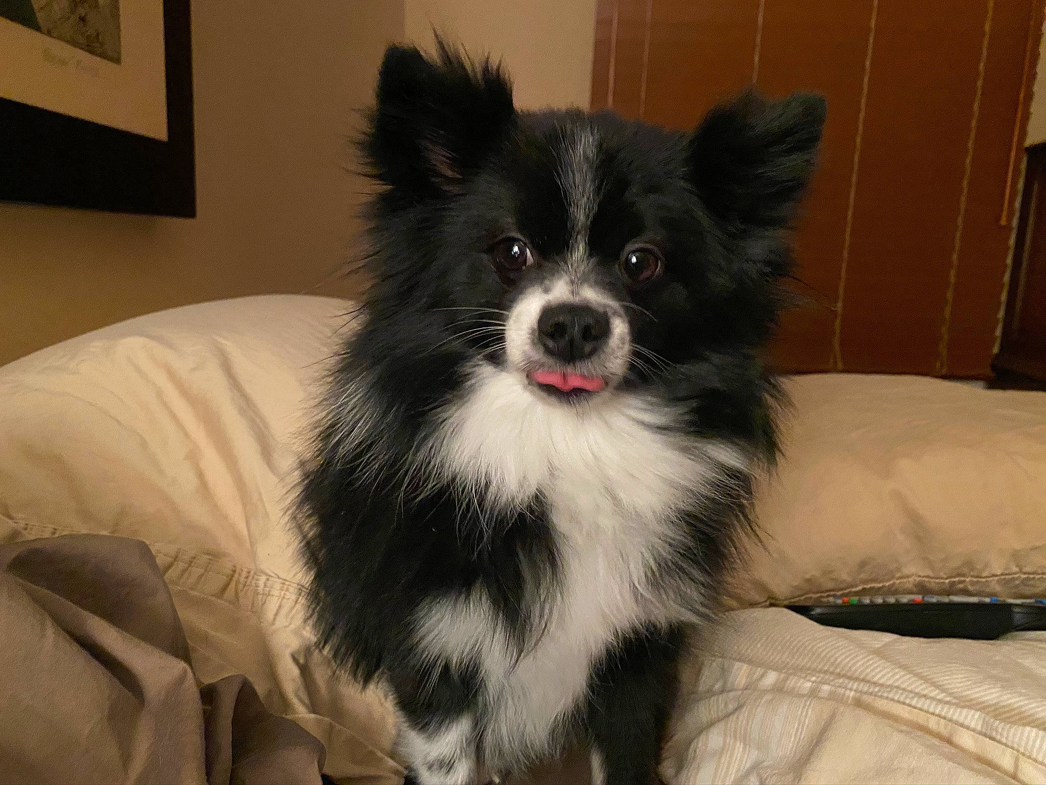 Oreo joined the competition — help win amazing prizes! canidae, carnivore, comfort, companion_dog, dog, dog_breed, dog_supply, fur, german_spitz, german_spitz_klein, herding_dog, picture_frame, snout, spitz, sporting_group, toy_dog, volpino_italiano, whiskers, working_animal, working_dog