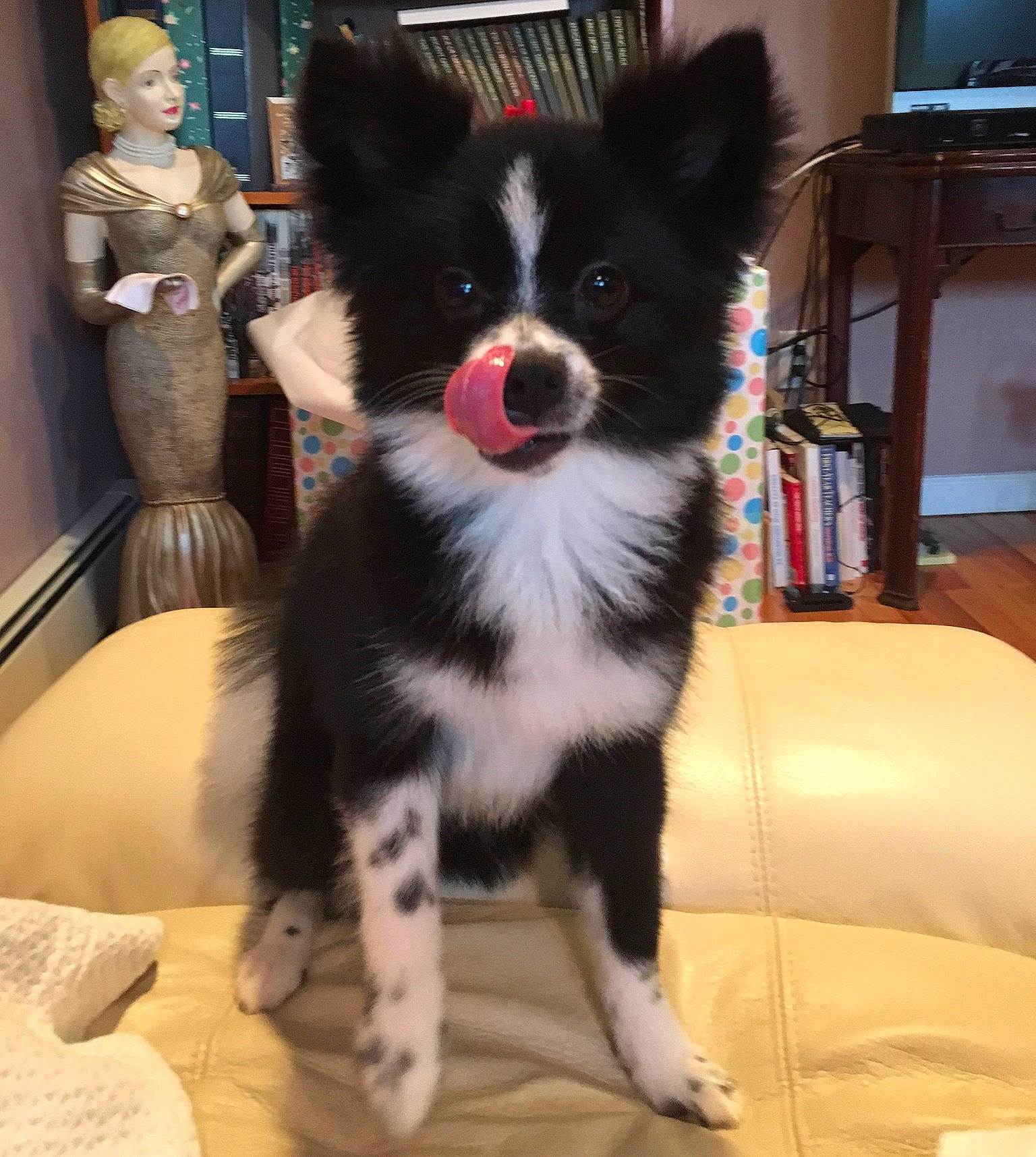 Oreo is registered to the contest to win money with this photo: canidae, carnivore, chair, companion_dog, dog, dog_breed, dog_supply, fur, herding_dog, home_appliance, led_backlit_lcd_display, non_sporting_group, shelf, snout, sporting_group, television, toy_dog, whiskers, working_animal, working_dog