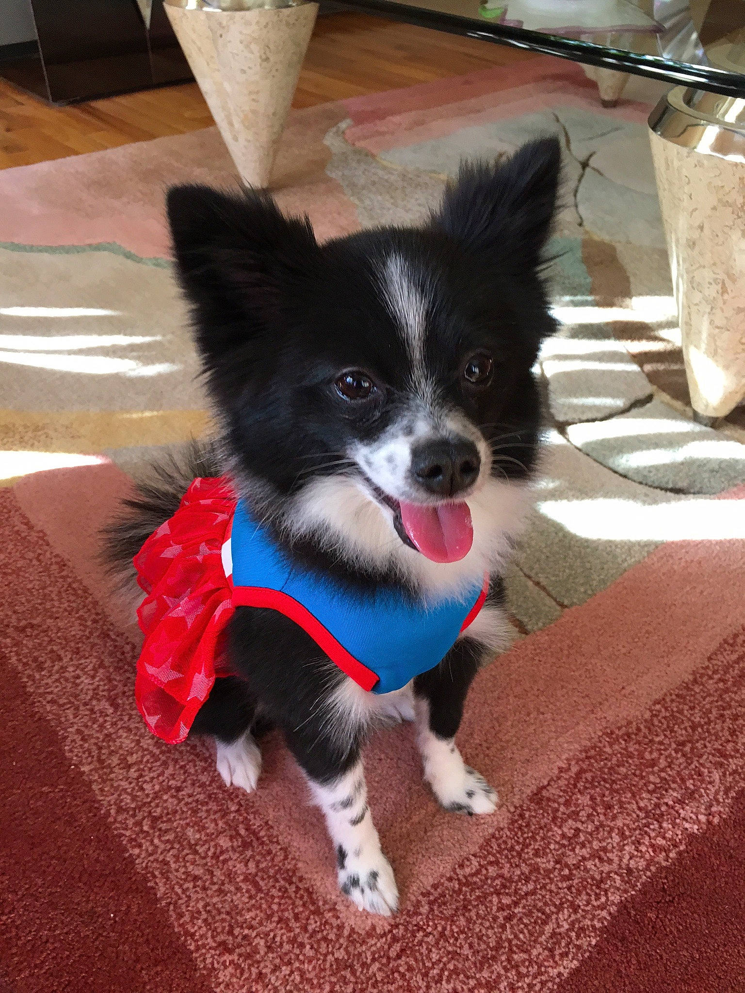 Oreo joined the competition — help win amazing prizes! canidae, carnivore, collar, companion_dog, dog, dog_breed, dog_supply, electric_blue, fashion_accessory, flooring, fur, papillon, party_hat, paw, snout, sporting_group, tail, toy_dog, whiskers, working_dog