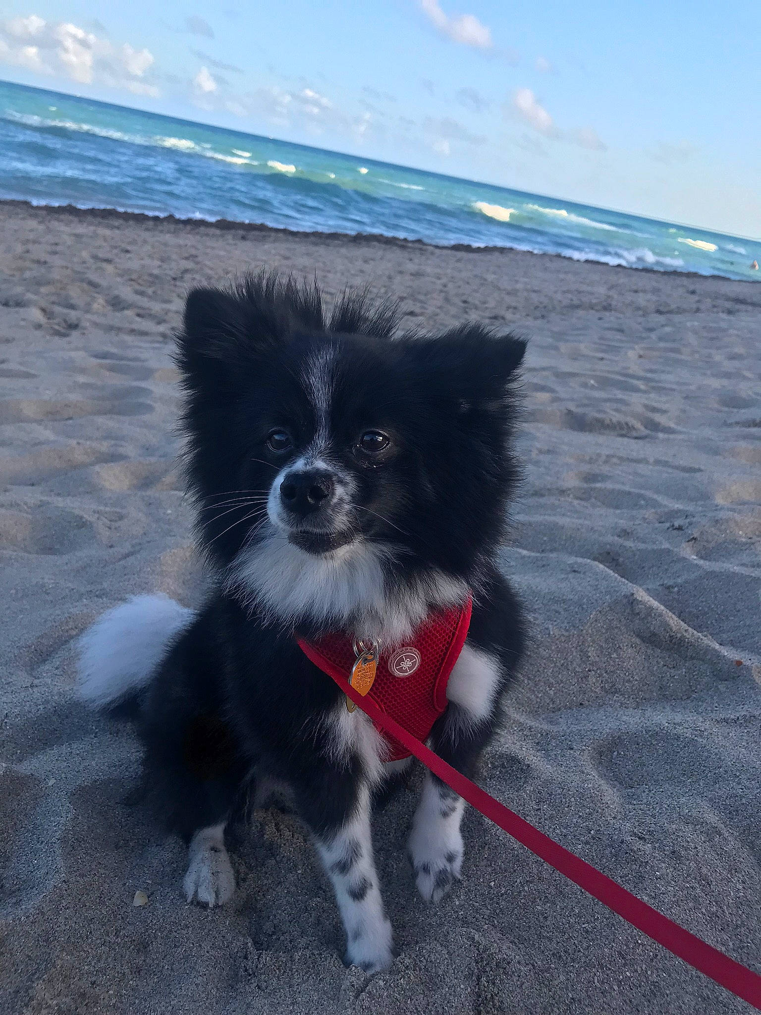 Oreo joined the competition — help win amazing prizes! beach, carnivore, cloud, collar, companion_dog, dog, dog_breed, fur, german_spitz_klein, papillon, sky, snout, sporting_group, tail, terrier, toy_dog, water, whiskers, wind_wave, working_animal