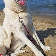 Leela participe au concours pour gagner de l'argent avec cette photo : animal, beach, canine, dog, leash, nature, ocean, outdoor, pet, playful, relaxation, sand, seaside, sky, summer, sunny, tongue_out, vacation, water, white_dog