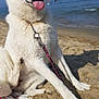 animal, beach, canine, dog, leash, nature, ocean, outdoor, pet, playful, relaxation, sand, seaside, sky, summer, sunny, tongue_out, vacation, water, white_dog