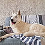 Leela participe au concours pour gagner de l'argent avec cette photo : blanket, canine, comfortable, decor, dog, fur, home, indoor, lantern, lounge, paw, pet, pillow, relaxed, resting, sofa, striped_blanket, texture, tongue_out, white_dog
