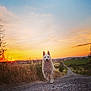 Leela a rejoint le concours — aidez-le/la à gagner de superbes lots ! animal, canine, clouds, dog, fields, grass, gravel_path, happy, landscape, nature, outdoor, plants, running, rural, scenery, sky, sun, sunset, village, white_dog