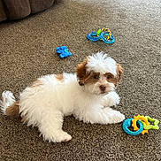 Wally joined the competition — help win amazing prizes! puppy, dog, carpet, toy, chew_toy, white, brown, fur, pet, indoor, cute, small_dog, playful, animal, lying_down, floor, domestic, companion, young, resting