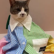 Plume a rejoint le concours — aidez-le/la à gagner de superbes lots ! cat, pet, animal, striped_shirt, oversized_clothing, colorful, blue_stripes, green_stripes, pink_stripes, yellow_stripes, white_collar, indoor, wooden_surface, sitting, gray_and_white, portrait, cute, funny, domestic, feline
