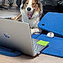 Alba participe au concours pour gagner de l'argent avec cette photo : dog, laptop, exercise_mat, yawning, indoor, floor, technology, pet, animal, fur, computer_mouse, home_gym, wood_floor, resting, equipment, canine, tricolor, tongue, paw, relaxed