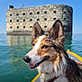 Alba participe au concours pour gagner de l'argent avec cette photo : adventure, animal, blue_sky, calm_water, collar, daytime, dog, ears, fortress, kayak, nature, nose, outdoor, pet, recreation, smiling, stone_building, water, water_reflection, wet_fur