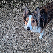 Alba a rejoint le concours — aidez-le/la à gagner de superbes lots ! animal, black, brown, canine, companionship, curious, dog, ears, fur, gravel, ground, looking_up, mammal, nature, outdoor, pet, portrait, sidewalk, stone_wall, white