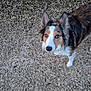 animal, black, brown, canine, companionship, curious, dog, ears, fur, gravel, ground, looking_up, mammal, nature, outdoor, pet, portrait, sidewalk, stone_wall, white