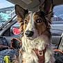 animal, black, blanket, brown, canine, car, car_interior, dog, domestic_animal, ears, fur, harness, pet, portrait, resting, seat, side_mirror, vehicle, white, window