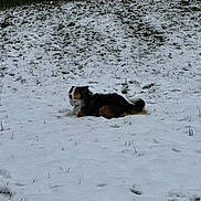 Alba a rejoint le concours — aidez-le/la à gagner de superbes lots ! dog, snow, grass, outdoor, animal, canine, winter, nature, fur, laying_down, quiet, cold, landscape, field, pet, tricolor, calm, forest, rural, daytime