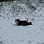 dog, snow, grass, outdoor, animal, canine, winter, nature, fur, laying_down, quiet, cold, landscape, field, pet, tricolor, calm, forest, rural, daytime