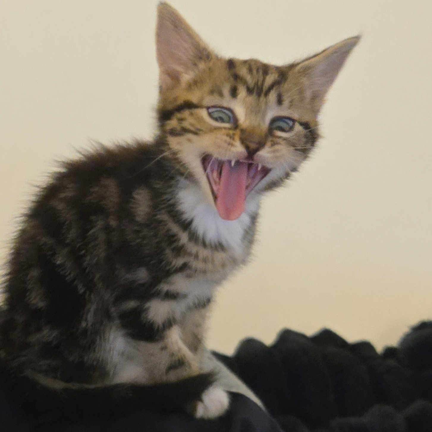 Princess Polly joined the competition — help win amazing prizes! animal, cat, closeup, cute, domestic, ears, expression, feline, fur, indoor, kitten, mouth_open, pet, playful, sitting, striped, teeth, tongue, whiskers, young
