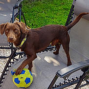 Zuma is registered to the contest to win money with this photo: animal, brown_dog, collar, curious, dog, fence, grass, grass_lawn, greenery, lawn_chair, leisure, outdoor, paw, pet, playful, recliner, soccer_ball, summer, sunlight, yard