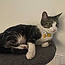Lucy is registered to the contest to win money with this photo: alert, animal, cat, collar, curious, cute, domestic_animal, ears, feline, fur, indoor, perch, pet, resting, side_view, switch, tabby_cat, wall, whiskers, white_paws