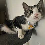 Lucy joined the competition — help win amazing prizes! alert, animal, bell, cat, close_up, collar, curious, cute, domestic_animal, ears, feline, indoor, mammal, perched, pet, soft_surface, tabby, whiskers, white_paws, wide_eyes