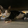 Lucy is registered to the contest to win money with this photo: animal, beaded_bracelet, bell, cat, close_up, collar, curious, domestic_cat, ears, floor, furniture, indoor, lying_down, pet, tabby, tail, under_furniture, whiskers, white_paws, wood_floor