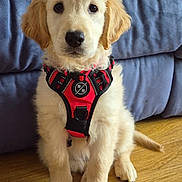 Sparx joined the competition — help win amazing prizes! puppy, golden_retriever, dog, pet, indoor, floor, wooden_floor, couch, blue_couch, harness, red_harness, sitting, cute, young, fur, animal, portrait, looking, ears, nose