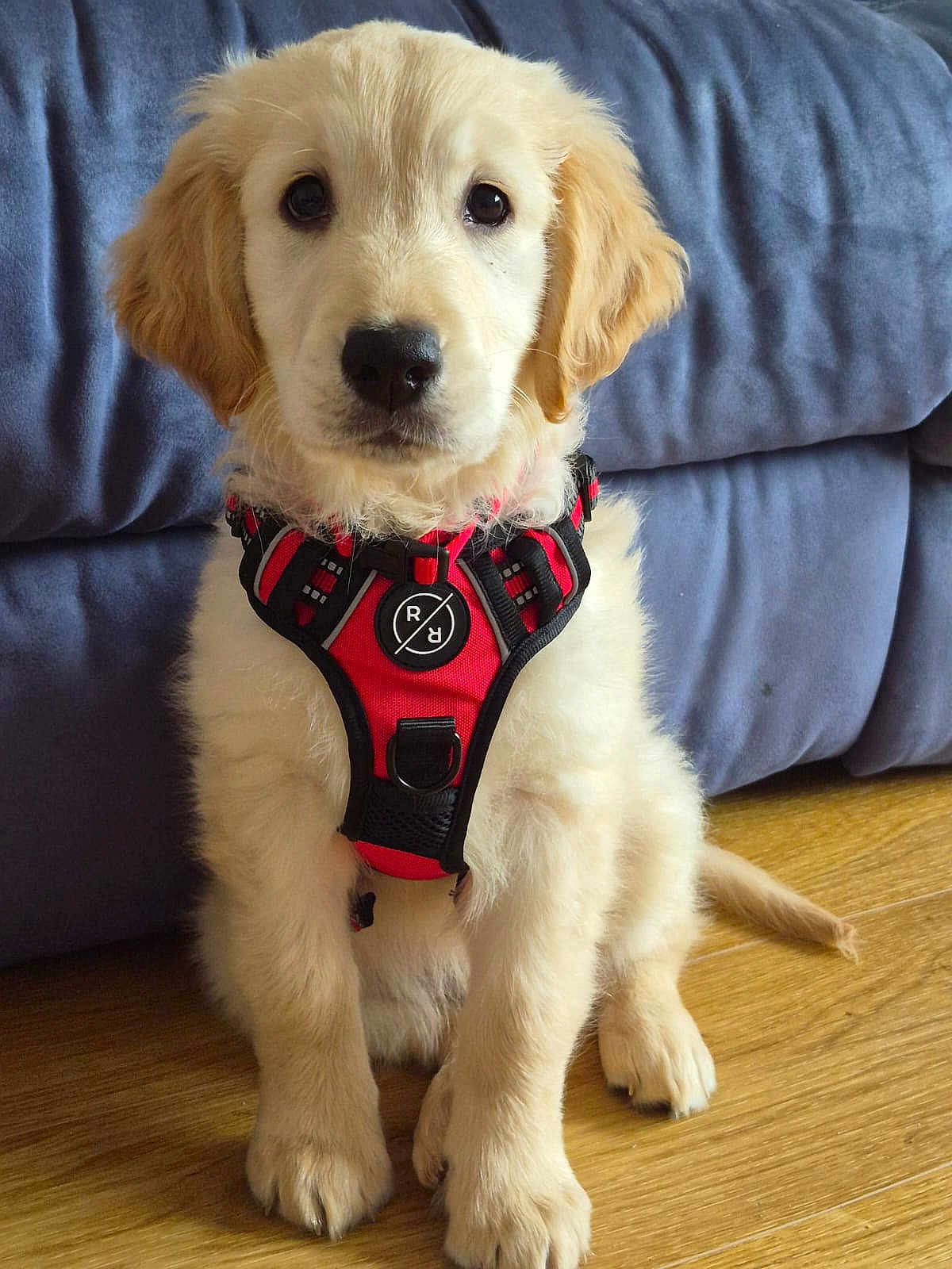 Sparx joined the competition — help win amazing prizes! puppy, golden_retriever, dog, pet, indoor, floor, wooden_floor, couch, blue_couch, harness, red_harness, sitting, cute, young, fur, animal, portrait, looking, ears, nose