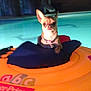 animal, blue, chihuahua, collar, cute, dog, float, indoor, looking_at_camera, night, orange, perked_ear, pet, pet_accessory, pool, small_dog, swimming_pool, toy, water, water_toy
