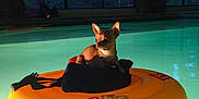 Cesi joined the competition — help win amazing prizes! animal, calm, chihuahua, curious, dog, ears, evening, floating, indoor, indoor_pool, inflatable_ring, leisure, life_jacket, pet, quiet, relaxing, small_dog, water, window, yellow_float