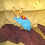 Cesi is registered to the contest to win money with this photo: animal, beige_couch, blanket, blue_cape, chihuahua, costume, couch, cute, dog, domestic_animal, flash, funny, glowing_eyes, indoor, maroon_blanket, pet, portrait, sitting, small_dog, superhero_costume