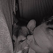 Ruby joined the competition — help win amazing prizes! dog, person, face, braid, blanket, cushion, snuggle, sleeping, indoor, cozy, monochrome, closeup, pet, resting, comfort, relaxation, human, fur, nose, hand