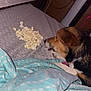 Ruby joined the competition — help win amazing prizes! dog, popcorn, bed, blanket, polka_dot, indoor, cozy, curious, brown, black, white, pet, collar, snack, resting, fabric, window_blinds, wood_wall, cable, animal