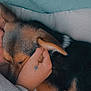 Ruby joined the competition — help win amazing prizes! dog, person, hand, blanket, bed, comfort, sleepy, cozy, fur, resting, indoor, closeup, affection, warmth, relaxation, animal, pet, snuggle, soft, cuddle