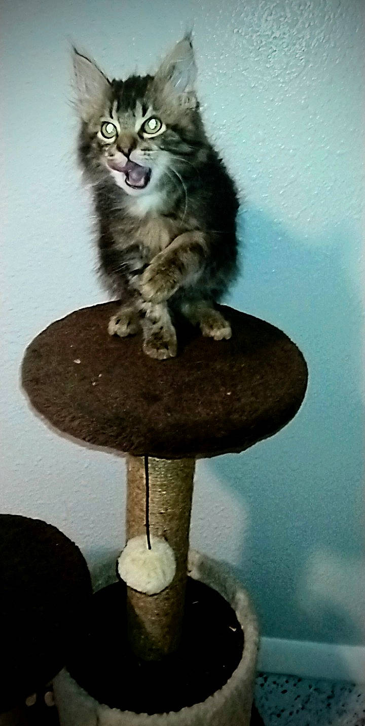 Bear joined the competition — help win amazing prizes! art, carnivore, cat, cat_supply, claw, domestic_short_haired_cat, felidae, fur, illustration, maine_coon, metal, paw, sitting, small_to_medium_sized_cats, snapshot, table, tail, terrestrial_animal, visual_arts, whiskers