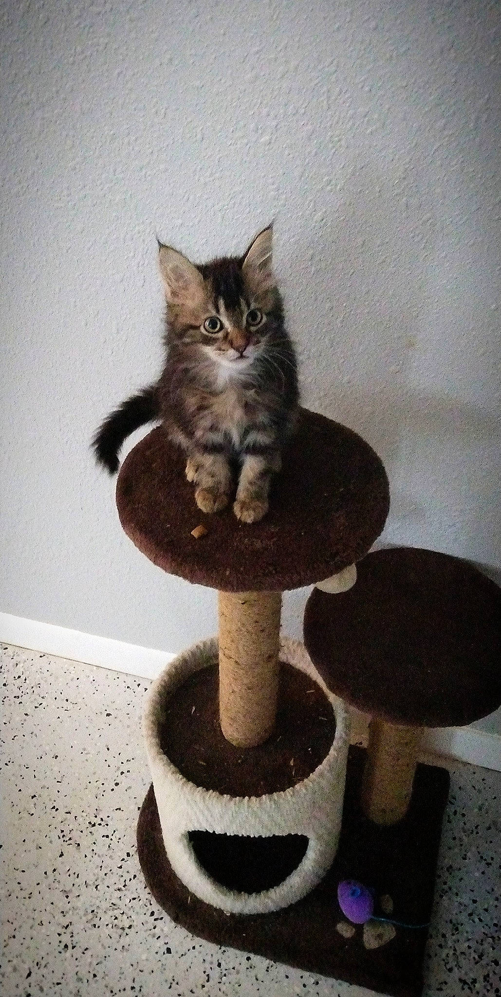 Bear is registered to the contest to win money with this photo: black_cat, carnivore, cat, cat_bed, cat_furniture, cat_supply, domestic_short_haired_cat, felidae, fur, grey, pedestal, pet_supply, room, shelf, shelving, small_to_medium_sized_cats, table, tail, whiskers, wood