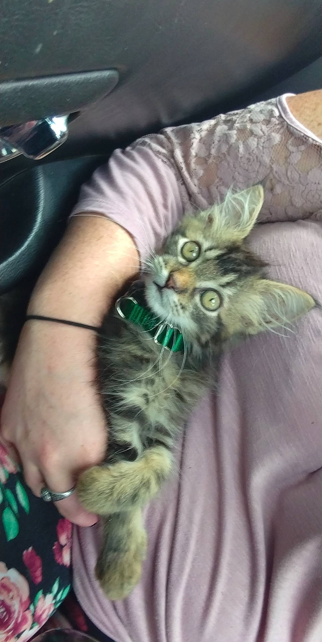 Bear joined the competition — help win amazing prizes! carnivore, cat, claw, comfort, domestic_short_haired_cat, felidae, flesh, fur, human_leg, nail, paw, small_to_medium_sized_cats, tail, thigh, vertebrate, whiskers, wrist