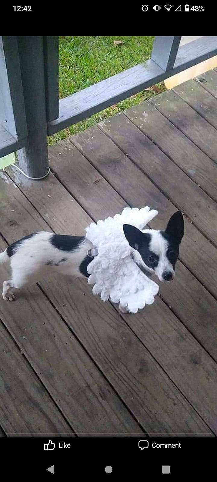 Chippy is registered to the contest to win money with this photo: canidae, carnivore, companion_dog, dog, dog_breed, door, fawn, floor, flooring, fur, grass, hardwood, laminate_flooring, plank, sporting_group, tail, wood, wood_flooring, wood_stain, working_animal