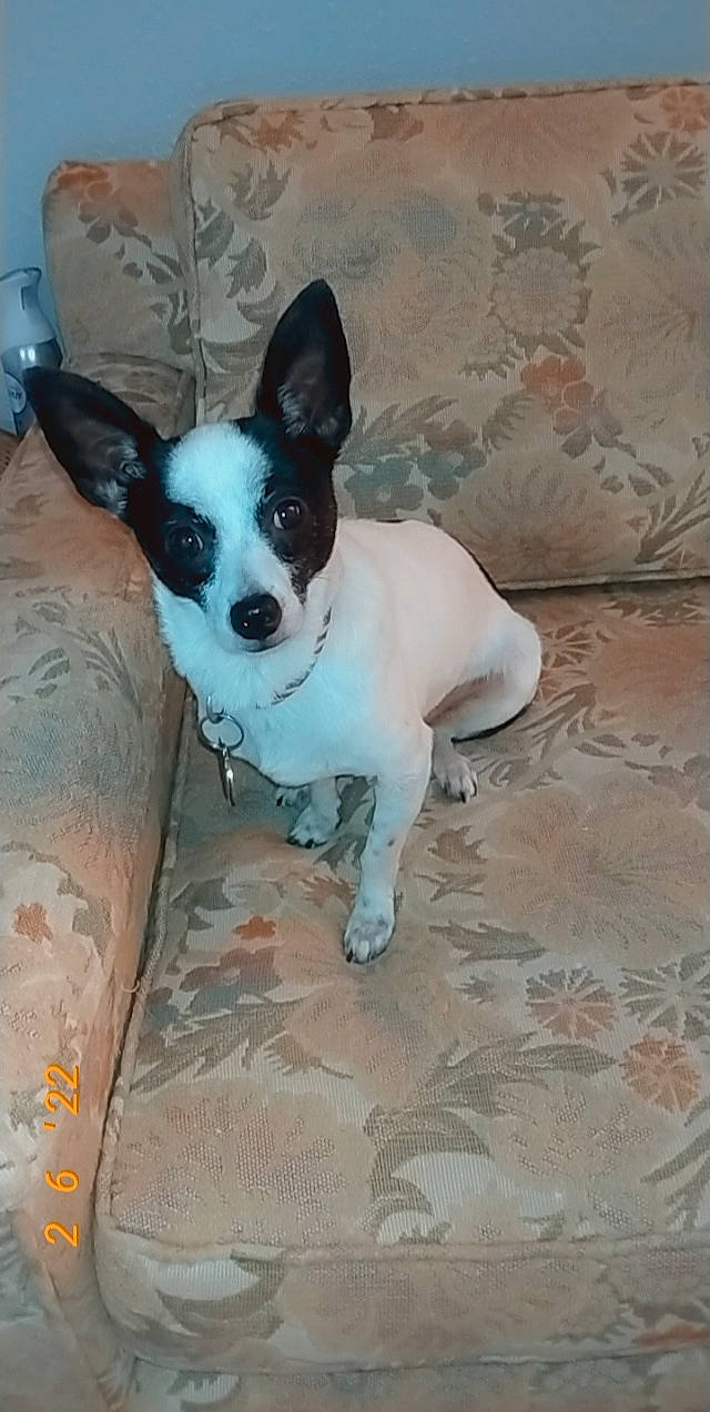 Chippy joined the competition — help win amazing prizes! canidae, carmine, carnivore, comfort, companion_dog, dog, dog_breed, dog_supply, fawn, flooring, non_sporting_group, small_terrier, snout, sporting_group, tail, terrestrial_animal, terrier, toy_dog, wood, working_animal