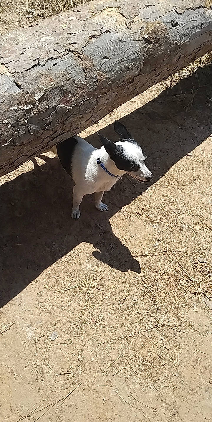 Chippy joined the competition — help win amazing prizes! asphalt, canidae, carnivore, companion_dog, dog, dog_breed, eyewear, fashion_accessory, felidae, flooring, grass, road_surface, shade, shadow, soil, sporting_group, sunglasses, tail, tints_and_shades, wood