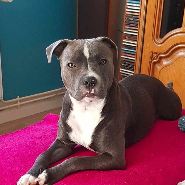 Poumba a rejoint le concours — aidez-le/la à gagner de superbes lots ! animal, bulldog, canine, dog, dogbed, fitness, furniture, hardwood, indoors, interiordesign, mat, person, pet, pitbull, puppy, snout, sport, stainedwood, workingout, yoga