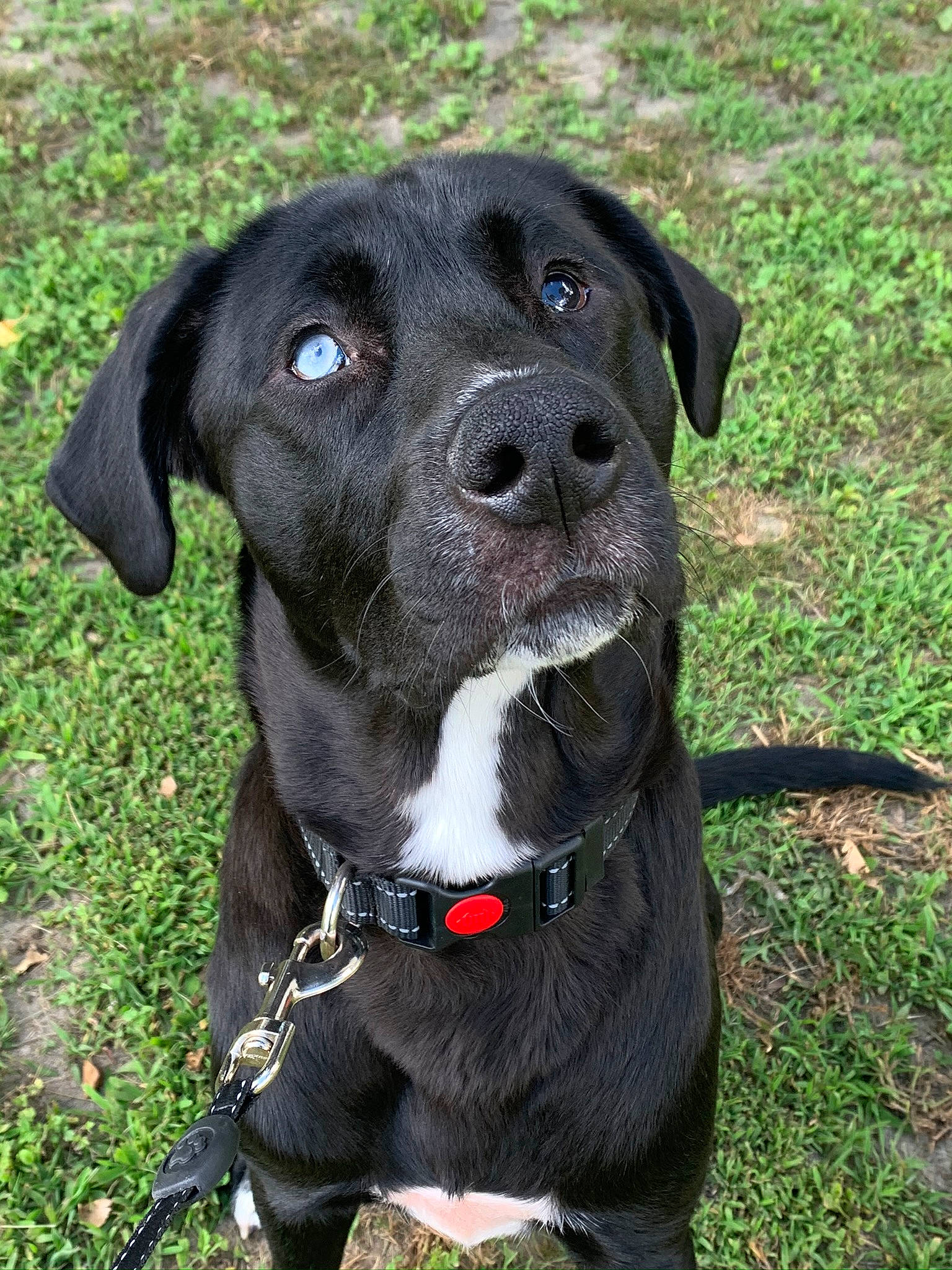 Bear joined the competition — help win amazing prizes! borador, canidae, carnivore, collar, companion_dog, dog, dog_breed, dog_collar, green, leash, liver, mammal, pet_supply, snout, sporting_group, whiskers, working_animal, working_dog