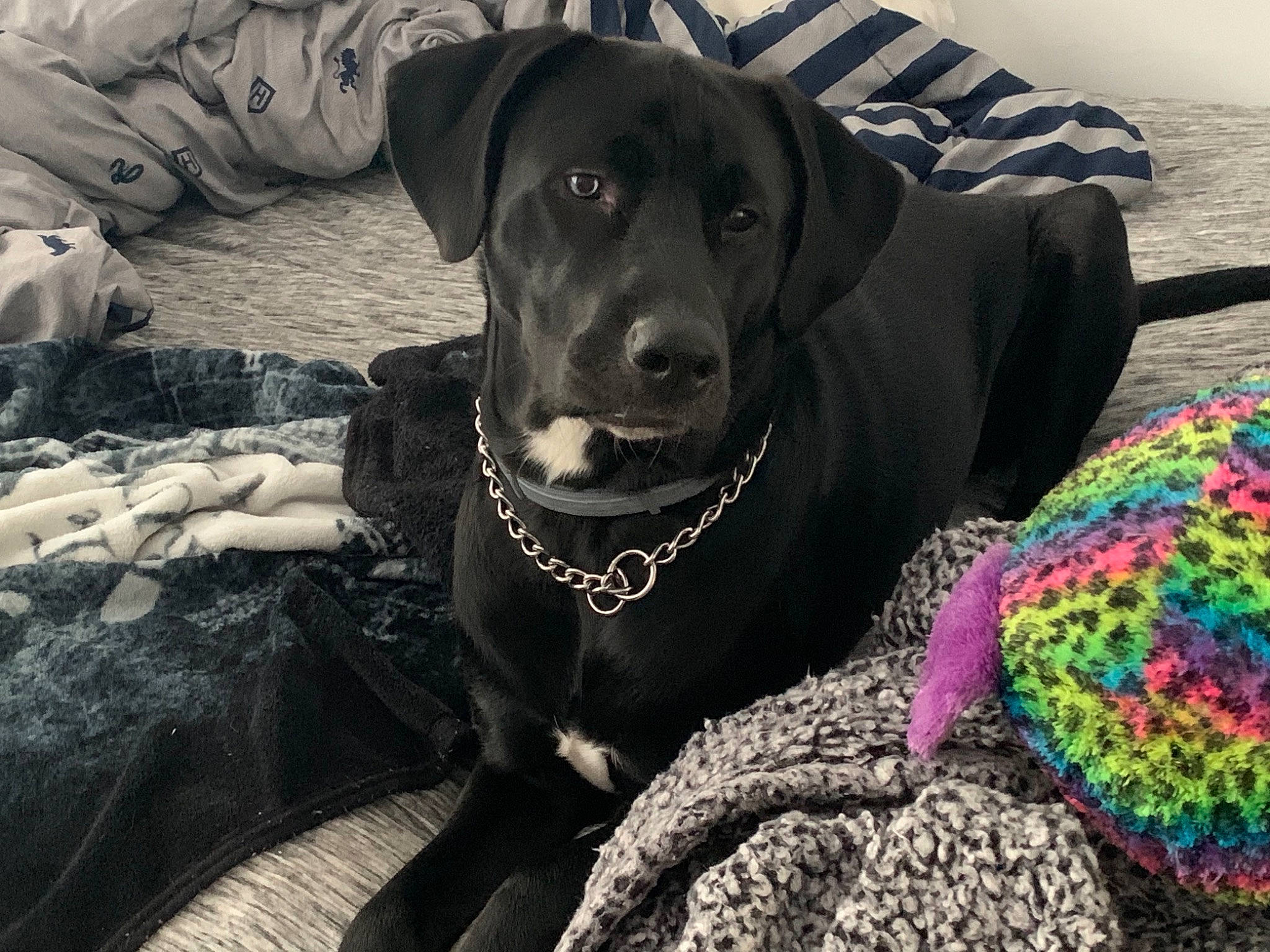 Bear joined the competition — help win amazing prizes! canidae, carnivore, collar, companion_dog, dog, dog_breed, dog_collar, dog_supply, gun_dog, knitting, mammal, pet_supply, retriever, snout, sporting_group, thread, whiskers, wool, woolen, working_animal