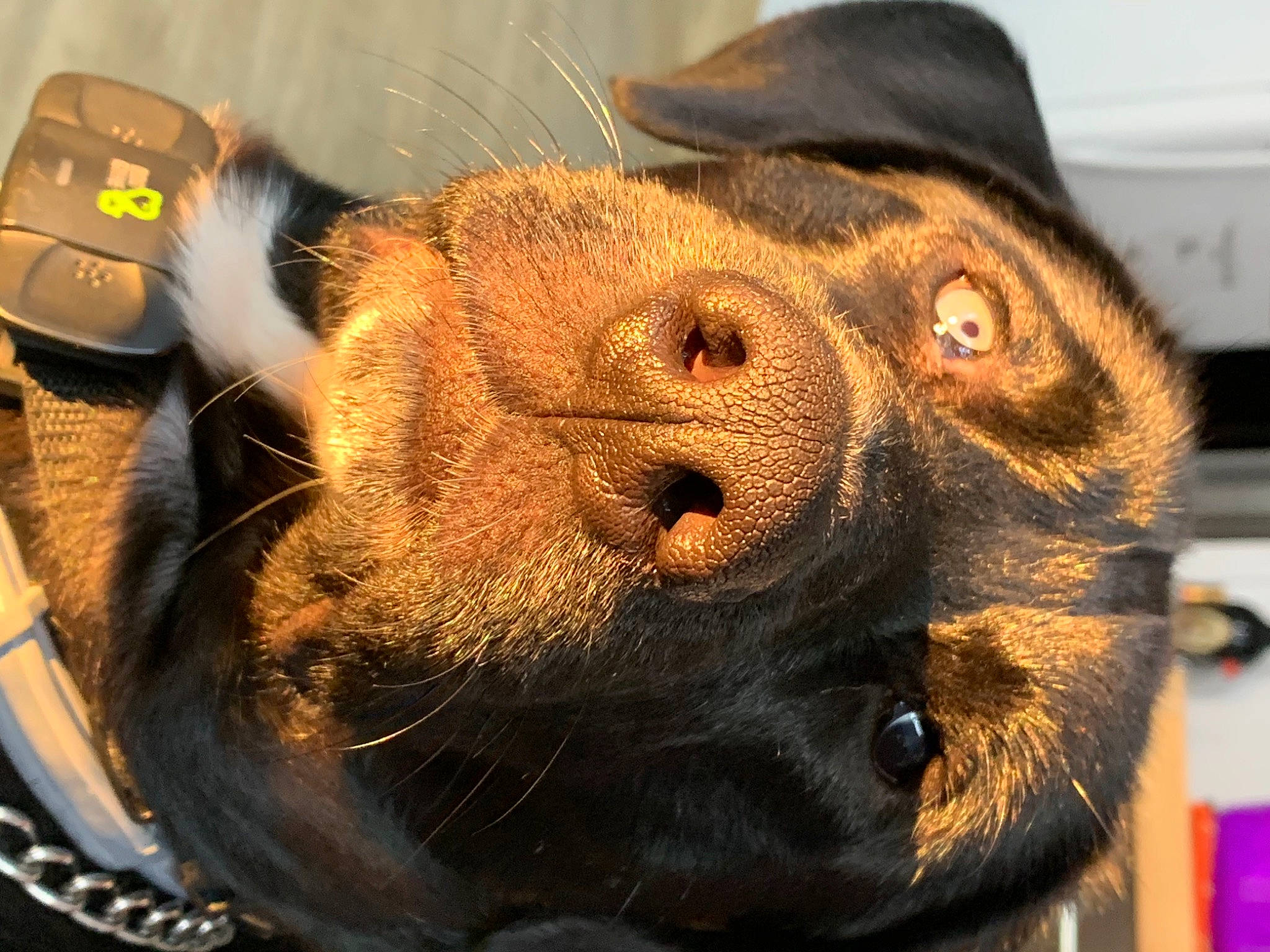 Bear is registered to the contest to win money with this photo: fur, gadget, liver, orangutan, primate, skin, snout, telephony, terrestrial_animal, whiskers, zoo